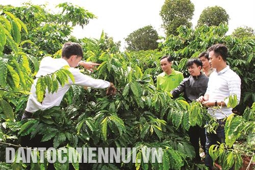 Cán bộ kỹ thuật Công ty cà phê 2/9 Đắk Lắk hướng dẫn người dân chăm sóc cây cà phê. Ảnh: Phạm Cường