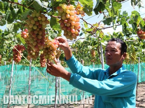 Nông dân xã Vĩnh Hải, huyện Ninh Hải (Ninh Thuận) chăm sóc vườn nho giống ba màu. Ảnh: Nguyễn Thành Nhiều nhà vườn ở Thái An, huyện Ninh Hải (Ninh Thuận) trồng nho kết hợp làm du lịch. Ảnh: Nguyễn Hoàng Nông dân xã Vĩnh Hải, huyện Ninh Hải (Ninh Thuận) chăm sóc vườn nho giống ba màu. Ảnh: Nguyễn Thành Nhiều nhà vườn ở Thái An, huyện Ninh Hải (Ninh Thuận) trồng nho kết hợp làm du lịch. Ảnh: Nguyễn Hoàng