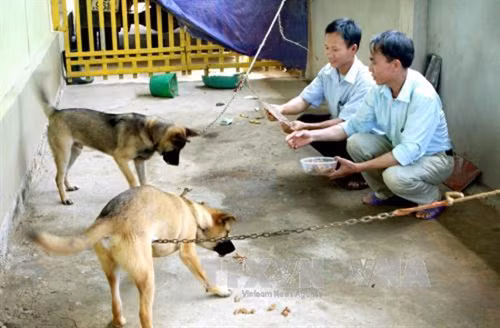 Người dân không nên chủ quan với bệnh dại ảnh 1