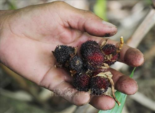Hạt sa nhân tím sau khi chín sẽ khô và có mùi thơm mạnh được dùng làm vị thuốc trong Đông y. Ảnh: Nguyễn Thành – TTXVN Hạt sa nhân tím sau khi chín sẽ khô và có mùi thơm mạnh được dùng làm vị thuốc trong Đông y. Ảnh: Nguyễn Thành – TTXVN