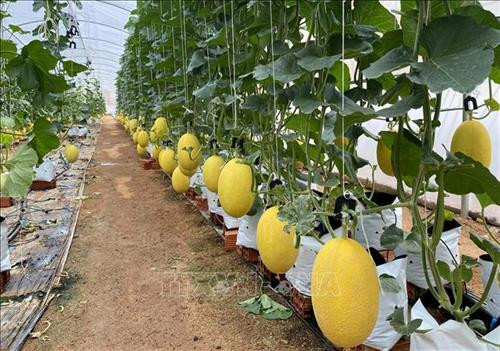 Mô hình trồng dưa lưới phủ màng tại huyện Thuận Nam. Ảnh: Công Thử - TTXVN Mô hình trồng dưa lưới phủ màng tại huyện Thuận Nam. Ảnh: Công Thử - TTXVN