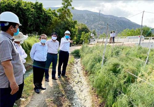 Lãnh đạo tỉnh Ninh Thuận kiểm tra mô hình trồng măng tây ứng dụng nông nghiệp công nghệ cao tại huyện Thuận Bắc. Ảnh: Công Thử - TTXVN Lãnh đạo tỉnh Ninh Thuận kiểm tra mô hình trồng măng tây ứng dụng nông nghiệp công nghệ cao tại huyện Thuận Bắc. Ảnh: Công Thử - TTXVN