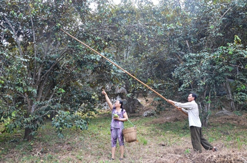 Vú sữa Bảy Núi được trồng từ lâu, dọc theo các triền núi.