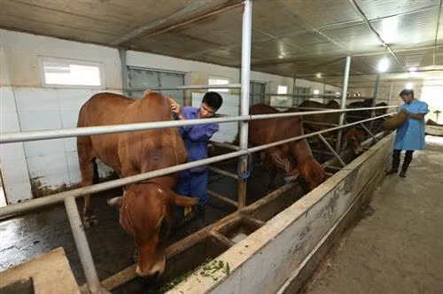 Đàn bò 6 con giống Brahman thuần, nhập từ Úc về được công nhân Trung tâm giống và sữa bò Phù Đổng, huyện Gia Lâm (Hà Nội) tắm rửa và hàng ngày phục vụ những bữa ăn tươi ngon, giàu chất dinh dưỡng. Với khoảng 10 - 15 con bò đực, ước tính mỗi năm, Công ty cổ phần giống gia súc Hà Nội có thể sản xuất được 200.000 liều, khẳng định Hà Nội hoàn toàn tự chủ được nguồn tinh phục vụ phát triển chăn nuôi bò thịt. Bể ổn nhiệt, tủ cân bằng lạnh và máy làm đông lạnh tinh.