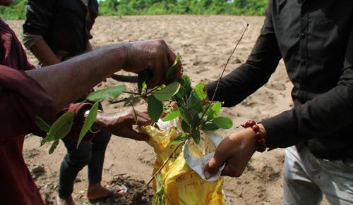 Những thợ săn kiến vàng thường đi dọc suối và tập trung quan sát trên các ngọn cây để tìm tổ kiến. Tổ kiến được những con kiến vàng to, vàng ươm, bụng căng mọng bảo vệ. Những tổ kiến nhỏ ở gần mặt đất, thợ săn kiến dễ dàng bắt cả tổ mang về. Những tổ kiến vàng có kích thước “khủng” thường được làm trên cây cao, thợ săn kiến phải leo lên mới bắt được tổ. Tuy nhiên việc bắt kiến không phải lúc nào cũng suôn sẻ. Tổ kiến bị vỡ, kiến tràn ra ngoài. Kiến vàng trưởng thành, kiến con, trứng kiến nằm lăn lóc trên đất. Ông Nay Mơ (buôn Chư Krih, xã Chư Drăng, huyện Krông Pa) dùng tay không bắt kiến. Cả tổ kiến được bắt bỏ vào bao mang sẵn. Kiến vàng và trứng kiến được rang sơ trên chảo nóng rồi loại bỏ phần rác, lá cây. Kiến vàng và trứng kiến đã được làm sạch, chuẩn bị chế biến muối kiến vàng. Kiến vàng và trứng kiến được giã cùng một số gia vị khác như muối, ớt rừng, lá thèn len… Muối kiến vàng có vị chua, mặn nên có thể ăn không hoặc ăn chung với cơm trắng, rau luộc, thịt luộc, thịt bò….. Những thợ săn kiến vàng thường đi dọc suối và tập trung quan sát trên các ngọn cây để tìm tổ kiến. Tổ kiến được những con kiến vàng to, vàng ươm, bụng căng mọng bảo vệ. Những tổ kiến nhỏ ở gần mặt đất, thợ săn kiến dễ dàng bắt cả tổ mang về. Những tổ kiến vàng có kích thước “khủng” thường được làm trên cây cao, thợ săn kiến phải leo lên mới bắt được tổ. Tuy nhiên việc bắt kiến không phải lúc nào cũng suôn sẻ. Tổ kiến bị vỡ, kiến tràn ra ngoài. Kiến vàng trưởng thành, kiến con, trứng kiến nằm lăn lóc trên đất. Ông Nay Mơ (buôn Chư Krih, xã Chư Drăng, huyện Krông Pa) dùng tay không bắt kiến. Cả tổ kiến được bắt bỏ vào bao mang sẵn. Kiến vàng và trứng kiến được rang sơ trên chảo nóng rồi loại bỏ phần rác, lá cây. Kiến vàng và trứng kiến đã được làm sạch, chuẩn bị chế biến muối kiến vàng. Kiến vàng và trứng kiến được giã cùng một số gia vị khác như muối, ớt rừng, lá thèn len… Muối kiến vàng có vị chua, mặn nên có thể ăn không hoặc ăn chung với cơm trắng, rau luộc, thịt luộc, thịt bò…..