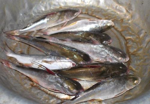 Cá úc có thân hình tương đối dài với 2 ngạnh hai bên lườn và 1 ngạnh trên lưng rất bén. Cá úc có thân hình tương đối dài với 2 ngạnh hai bên lườn và 1 ngạnh trên lưng rất bén.