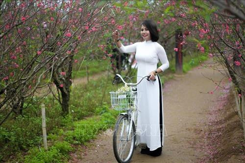 Hoa đào nở sớm còn là dịp để các thiếu nữ lên vườn đào Nhật Tân ngắm cảnh, chụp ảnh. Ảnh Tuấn Đức - TTXVN