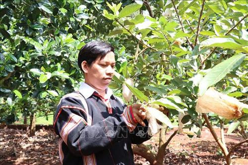 Anh Kpă Meo chăm sóc vườn ổi 4 ha của gia đình. Ảnh: Hồng Điệp - TTXVN Anh Kpă Meo chăm sóc vườn ổi 4 ha của gia đình. Ảnh: Hồng Điệp - TTXVN