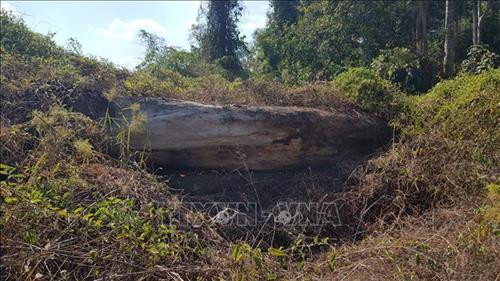 Nhiều cây rừng bị đốn hạ có đường kính lớn ở tiểu khu 363, Nông lâm trường Tân Lập. Ảnh: Đậu Tất Thành – TTXVN.