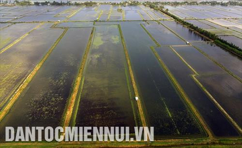 Diện tích sản xuất theo mô hình tôm - lúa bền vững của một nông hộ thuộc HTX Nông nghiệp Bào Trâm (Nam Yên, An Biên, Kiên Giang)