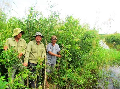 Keo lai đang trở thành cây trồng chủ lực ở rừng U Minh Hạ. Ảnh :danviet.vn