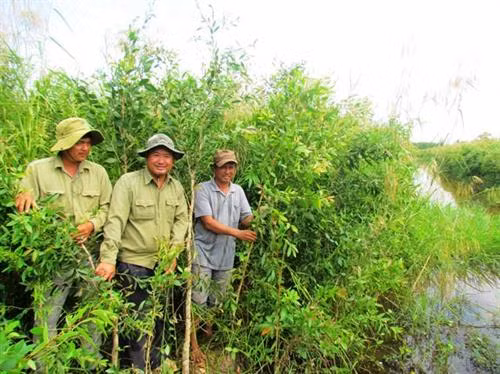 Keo lai đang trở thành cây trồng chủ lực ở rừng U Minh Hạ. Ảnh :danviet.vn Keo lai đang trở thành cây trồng chủ lực ở rừng U Minh Hạ. Ảnh :danviet.vn