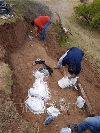 Các nhà khảo cổ phát hiện hóa thạch hươu thời tiền sử tại Campo Sposito, San Pedro, Argentina, năm 2018. Ảnh: AFP/ TTXVN