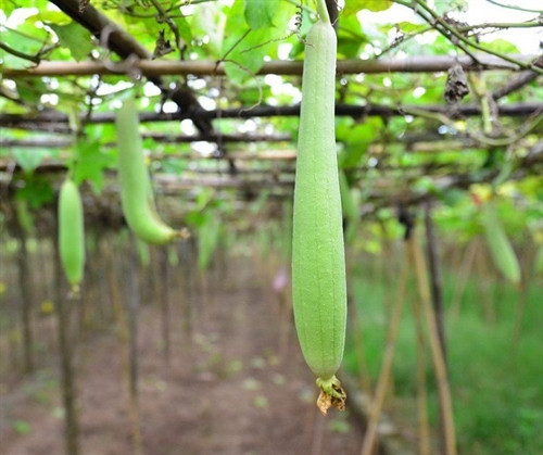 Hệ thống giàn mướp theo kỹ thuật trồng cây cơ bản cho năng suất cao. Hệ thống giàn mướp theo kỹ thuật trồng cây cơ bản cho năng suất cao.