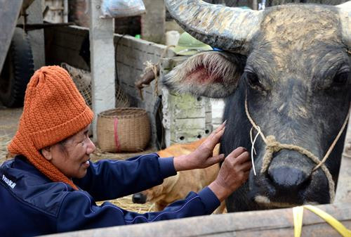 Người dân ở xã Thanh Chăn chăm sóc trâu trong đợt rét. Ảnh: Văn Dũng - TTXVN Người dân ở xã Thanh Chăn chăm sóc trâu trong đợt rét. Ảnh: Văn Dũng - TTXVN