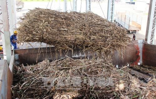 Nông dân Tây Ninh đưa mía cháy về nhà máy đường Biên Hòa. Ảnh: TTXVN Nông dân Tây Ninh đưa mía cháy về nhà máy đường Biên Hòa. Ảnh: TTXVN