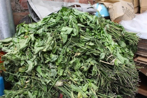 Lá cẩm gọi theo tiếng Tày là “co khẩu đăm” vị ngọt nhạt, tính mát có tác dụng thanh phế nhiệt, đun lấy nước thật đặc rồi cho nước cẩm trộn với bột nếp. Lá cẩm gọi theo tiếng Tày là “co khẩu đăm” vị ngọt nhạt, tính mát có tác dụng thanh phế nhiệt, đun lấy nước thật đặc rồi cho nước cẩm trộn với bột nếp.