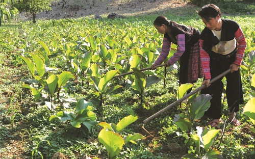 Nghề trồng dong riềng và sản xuất tinh bột đem lại hiệu quả kinh tế cao cho nhiều hộ đồng bào Mông trên cao nguyên Mộc Châu