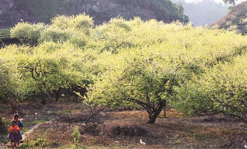 Không khí xuân ngập tràn trên cao nguyên Mộc Châu