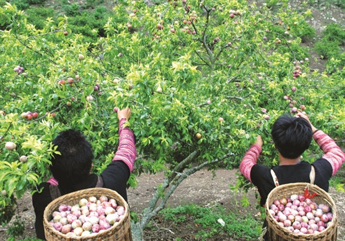 Đồng bào Mông ở Mộc Châu thu hái mận
