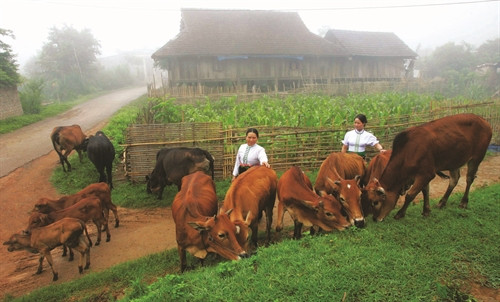 Nông dân Mộc Châu làm giàu nhờ nghề nuôi bò