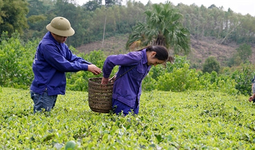 Thu hoạch chè tại Bản Ven. Thu hoạch chè tại Bản Ven.