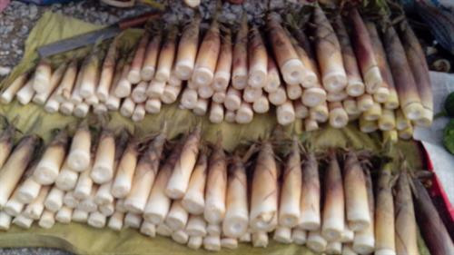 Mùa măng đắng khiến khách du lịch mê mẩn ở đất Mường Trời ảnh 4