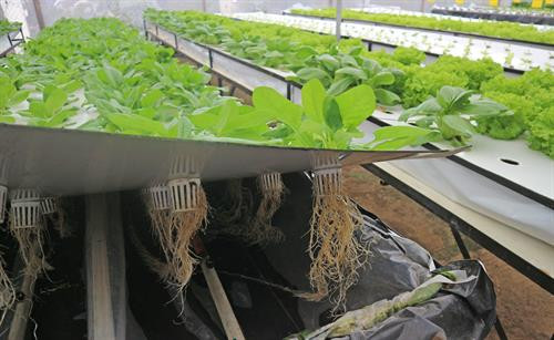 Với phương pháp khí canh, rau được trồng trên giàn cao lơ lửng trong không khí. Ảnh: Nguyễn Dũng - TTXVN