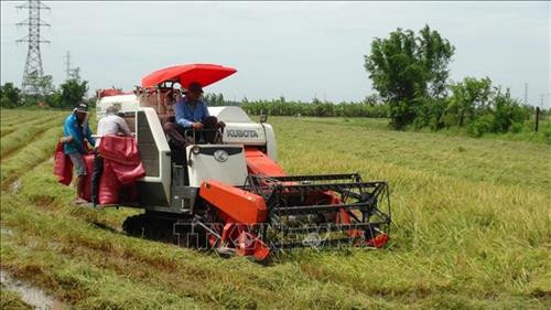 Nông dân huyện Châu Thành thu hoạch lúa Hè Thu. Ảnh: Thanh Hoà - TTXVN Nông dân huyện Châu Thành thu hoạch lúa Hè Thu. Ảnh: Thanh Hoà - TTXVN