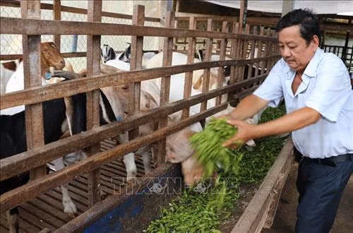 Mô hình nuôi dê sử dụng các phụ phẩm nông nghiệp như vỏ đậu nành rau, rơm, thân cây chuối mang lại hiệu quả cao của nông dân Phó Văn Tới, ở xã Bình Hòa, huyện Châu Thành, tỉnh An Giang. Ảnh: Công Mạo - TTXVN