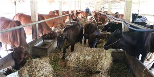 Mô hình nuôi bò thịt và bò sữ sử dụng các phụ phẩm nông nghiệp như vỏ đậu nành rau, rơm, thân cây chuối mang lại hiệu quả cao của nông dân Phó Văn Tới, ở xã Bình Hòa, huyện Châu Thành, tỉnh An Giang. Ảnh: Công Mạo - TTXVN Mô hình nuôi bò thịt và bò sữ sử dụng các phụ phẩm nông nghiệp như vỏ đậu nành rau, rơm, thân cây chuối mang lại hiệu quả cao của nông dân Phó Văn Tới, ở xã Bình Hòa, huyện Châu Thành, tỉnh An Giang. Ảnh: Công Mạo - TTXVN