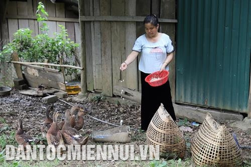 Người Mảng ở huyện Nậm Nhùn (Lai Châu) được hỗ trợ cây, con giống để phát triển sản xuất, từng bước thay đổi tập quán canh tác. Ảnh: An Thành Đạt