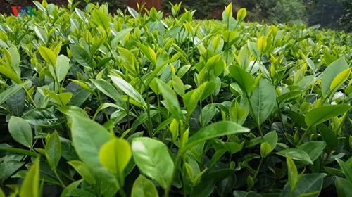 Những đồi chè ngút ngàn tầm mắt, được chăm sóc tỉ mỉ, chạy dài bên những đồi cọ và đồng lúa xanh tươi đã tạo nên bức tranh tươi đẹp, trù phú trên miền đất tiếp nối giữa trung du và miền núi này.