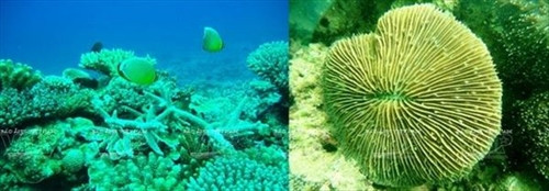 Vẻ đẹp rực rỡ của những rạn san hô trong lòng biển Cát Bà. Ảnh: Tư liệu