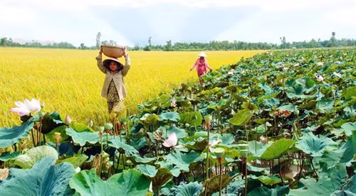 Luân canh lúa – sen mang lại hiệu quả kinh tế cao cho nhiều người dân huyện Tháp Mười. Ảnh: baocongthuong.com.vn Luân canh lúa – sen mang lại hiệu quả kinh tế cao cho nhiều người dân huyện Tháp Mười. Ảnh: baocongthuong.com.vn