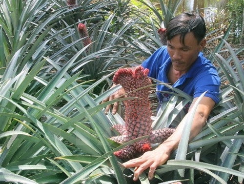 Để dứa phụng có hình dáng đẹp, ông Lưu Văn Lượm, xã Hỏa Tiến, thành phố Vị Thanh, phải chăm sóc tỉ mỉ từng quả . (Ảnh: Xuân Dự/TTXVN)