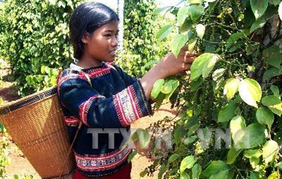 Vườn tiêu kinh doanh của hộ nông dân dân tộc Jơ Rai xã Ia Dom. Ảnh: Sỹ Huynh/TTXVN Vườn tiêu kinh doanh của hộ nông dân dân tộc Jơ Rai xã Ia Dom. Ảnh: Sỹ Huynh/TTXVN