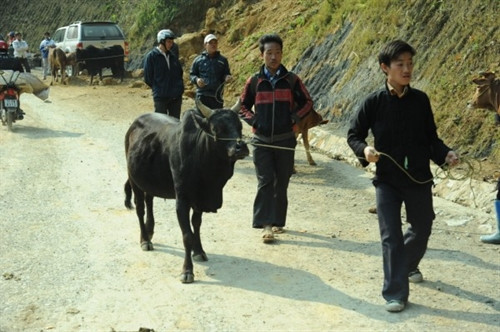 Dắt bò đến chợ. Dắt bò đến chợ.