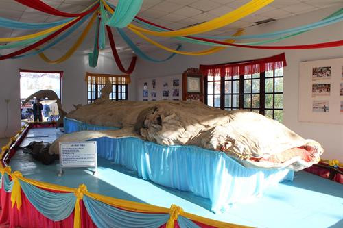 Cá Ông Nam Hải tại Lăng Ông, huyện Đồng Hải, tỉnh Bạc Liêu. Ảnh: Nhật Bình – TTXVN.