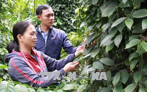 Vườn hồ tiêu sạch không sử dụng thuốc bảo vệ thực vật tại Hợp tác xã Nông nghiệp và Dịch vụ Bình Minh. Ảnh: Phạm Cường - TTXVN. Vườn hồ tiêu sạch không sử dụng thuốc bảo vệ thực vật tại Hợp tác xã Nông nghiệp và Dịch vụ Bình Minh. Ảnh: Phạm Cường - TTXVN.