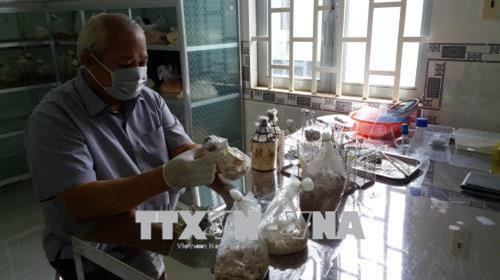 Ông Hoàng Văn Lâm tại phòng cấy phôi. Ảnh: Hoàng Nhị - TTXVN. Ông Hoàng Văn Lâm tại phòng cấy phôi. Ảnh: Hoàng Nhị - TTXVN.