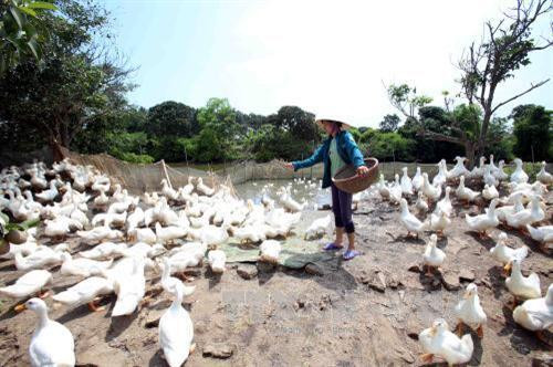Mỗi ngày, đàn vịt của chị Hè ở Hưng Yên đẻ trên 1.500 quả trứng, trừ chi phí, bình quân cho thu nhập 35 - 40 triệu đồng/tháng.Ảnh: Phạm Kiên - TTXVN