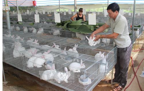 Xây dựng mô hình nuôi thỏ ở Thái Nguyên. Ảnh: Hoàng Nguyên - TTXVN Xây dựng mô hình nuôi thỏ ở Thái Nguyên. Ảnh: Hoàng Nguyên - TTXVN