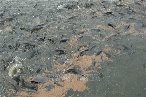 Mật độ cá thả nuôi theo mô hình “sông trong ao” khoảng 350 con/m2 tùy loại (mật độ cá nuôi trong ao thông thường chỉ từ 1-2 con/m2). Ảnh: Thanh Nga - TTXVN