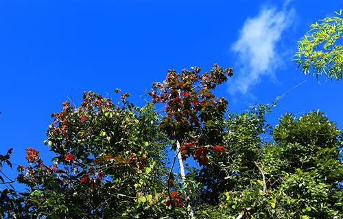 Cây phong lá đỏ nằm trong khu rừng trên đường lên cột mốc số 0. Ảnh: Phan Tuấn Anh - TTXVN Cây phong lá đỏ nằm trong khu rừng trên đường lên cột mốc số 0. Ảnh: Phan Tuấn Anh - TTXVN