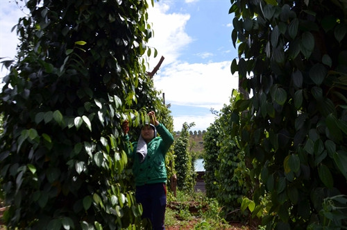 Nông dân Đắk Nông chăm sóc hồ tiêu. Ảnh: Mai Hưng Thịnh- TTXVN