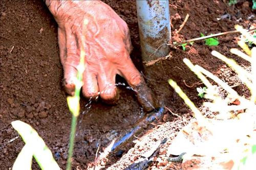 Hệ thống tưới nước nhỏ giọt giúp tiết kiệm nước, công lao động, vốn đầu tư. Ảnh: Hưng Thịnh – TTXVN Hệ thống tưới nước nhỏ giọt giúp tiết kiệm nước, công lao động, vốn đầu tư. Ảnh: Hưng Thịnh – TTXVN