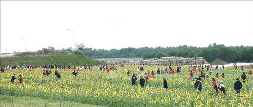 Cánh đồng hoa hướng dương ở Quảng Bình hút du khách ngày đầu năm mới ảnh 7 Cánh đồng hoa hướng dương ở Quảng Bình hút du khách ngày đầu năm mới ảnh 7
