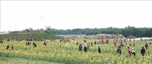 Cánh đồng hoa hướng dương ở Quảng Bình hút du khách ngày đầu năm mới ảnh 7