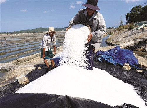 Từ tháng 3 đến tháng 8 (dương lịch), bà con diêm dân tất bật trên đồng làm nên hạt muối Sa Huỳnh (Quảng Ngãi) chất lượng Từ tháng 3 đến tháng 8 (dương lịch), bà con diêm dân tất bật trên đồng làm nên hạt muối Sa Huỳnh (Quảng Ngãi) chất lượng